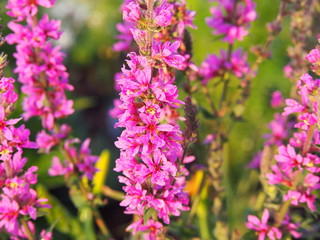 Lythrum salicaria - purple loosestrife, spiked loosestrife, purple lythrum