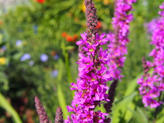 Obraz premium Lythrum salicaria - purple loosestrife, spiked loosestrife, purple lythrum