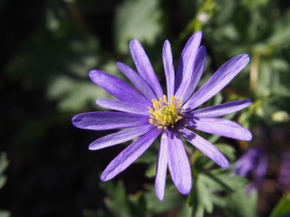 Anemone blanda 'Blue Shades' - Grecian windflower, Balkan anemone, winter windflower