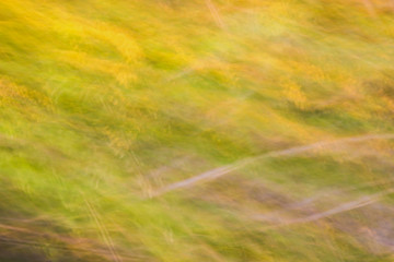 Blurry images of green leaves. Background and surface concepts