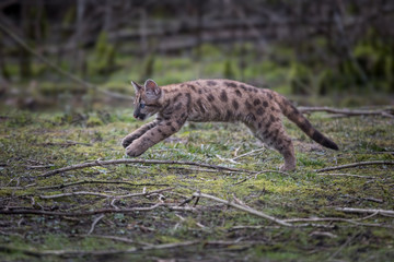 Obraz premium Puma Cub Animal