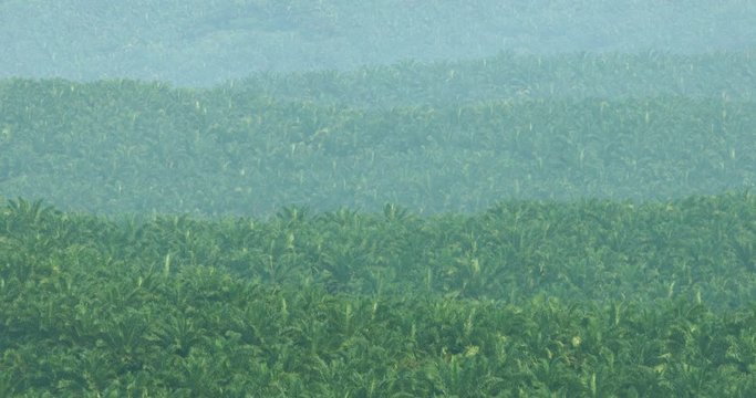 Zoom in footage of aerial view of palm oil plantation on misty morning at Sukabumi, West Java, Indonesia. Shot in 4k resolution