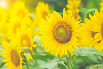 Sunflowers in the field with sunlight in the morning.