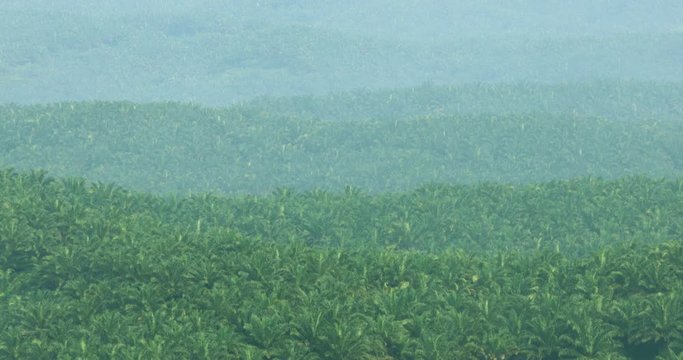 Zoom out footage of beautiful aerial landscape of palm oil plantation on misty morning at Sukabumi, West Java, Indonesia. Shot in 4k resolution