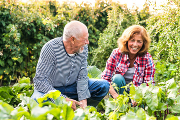 Senior couple gardening in the backyard garden.