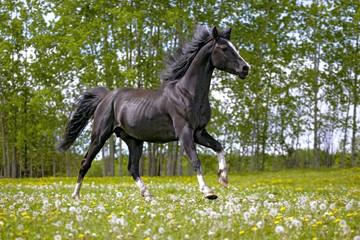 Beautiful black Arabian Stallion galloping on spring meadow.