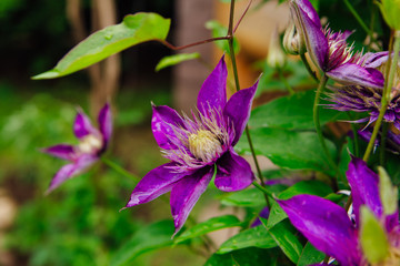 Big purple flowers named Clematis or President flower after rain