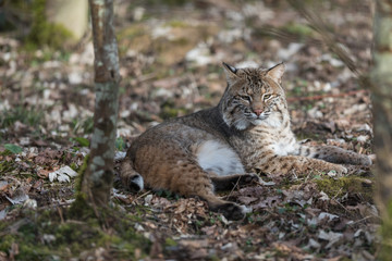 Lynx Animal