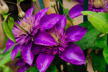 Big purple flowers named Clematis or President flower after rain