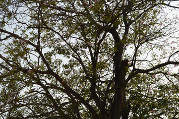 Tree with flowers full background,tree branches