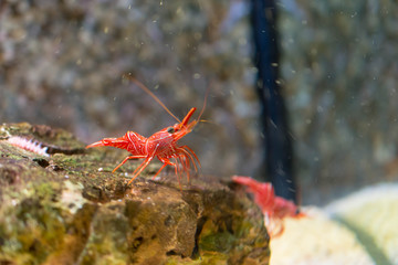 エビ・アクアリウム・キャメルシュリンプ・スザクサラサエビ・熱帯魚