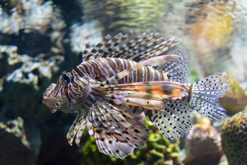 カサゴ・水中・アクアリウム・熱帯