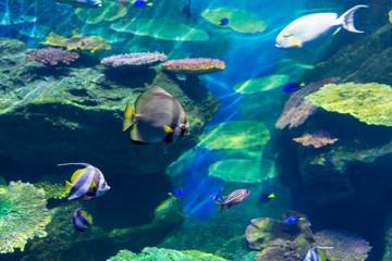 アクアリウム・熱帯魚・海・珊瑚