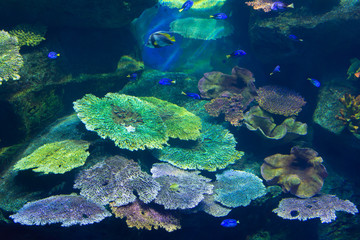 アクアリウム・熱帯魚・海・珊瑚