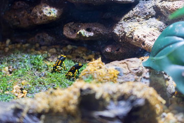 カラフル・アイゾメヤドクガエル・Dendrobates tinctorius
