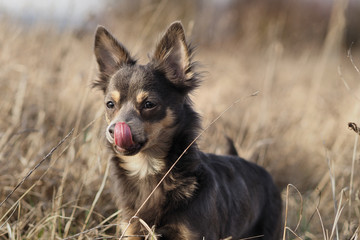 Portrait Hund im hohen vertrockneten Grass und leckt sich das Maul