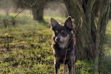 Portrait Hund steht im Wald auf einer Lichtung unter einem Baum