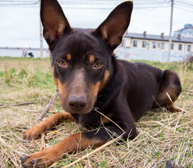 A young dog of the Australian kelpie breed plays in the grass	