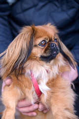 The Pekingese