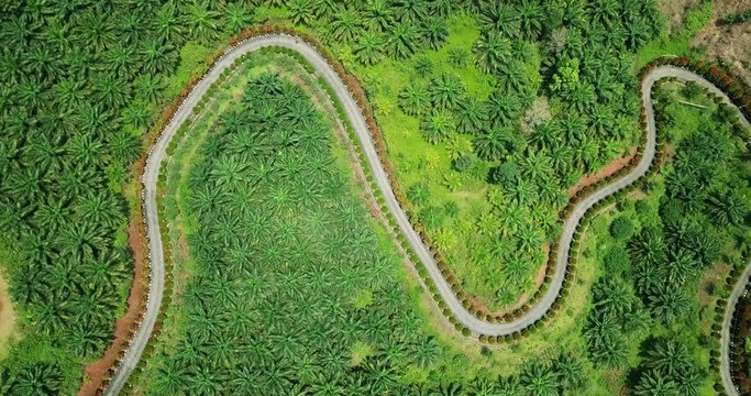Beautiful aerial view of meander road on the palm oil plantation at Sukabumi, West Java, Indonesia. Shot in 4k resolution