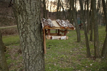 Drewniany karmnik dla ptaków wisi na drzewie w parku, w tle rozmyte drzewa, trawniki - obrazy, fototapety, plakaty