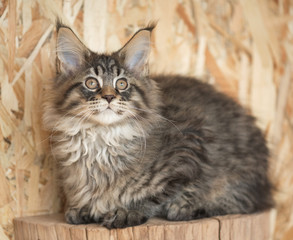 Maine Coon kitten