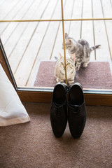 Black men's leather shoes are standing on the threshold. Two stray cats near the men's shoes. Wedding details.