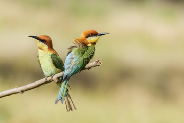 Pair of Chestnut-headed bee-eaters or Merops leschenaulti perching on tree branch , Thailand