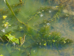 Grüner Frosch