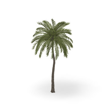 Palm tree. Isolated on white background. 3D rendering illustration.