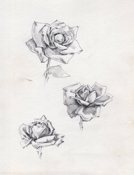 pencil drawing art  background floral  exotic  flower rose single bloom  textured  decoration  hand beautiful delicate romantic 
