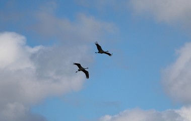 two flying cranes in the air