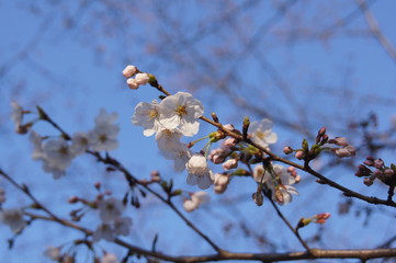 cherry