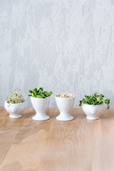 Different types of micro greens in white bowls for sauces on wooden background. Fresh garden produce organically grown, symbol of health and vitamins. Microgreens ready for cooking. Copyspace for text