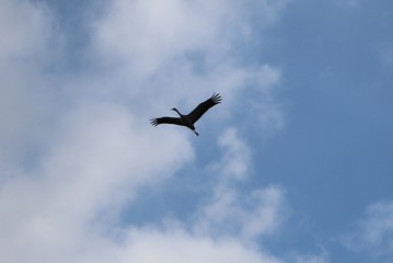 Fototapeta na wymiar flying crane at the sky
