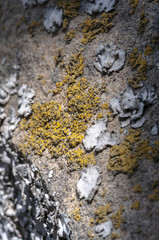 gray white-colored beautiful stones, rocks with moss, close-up, nature, texture