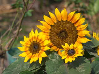Obraz premium Closeup of sunflower.