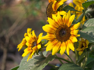 Obraz premium Closeup of sunflower.