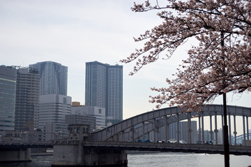 隅田川・勝鬨橋・桜