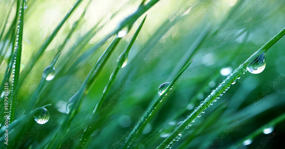 Poster beautiful droplets of water dew in the grass in the morning, macro. grass in morning dew in the spri