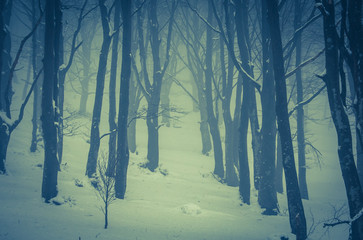 Foresta di faggi in inverno con la neve