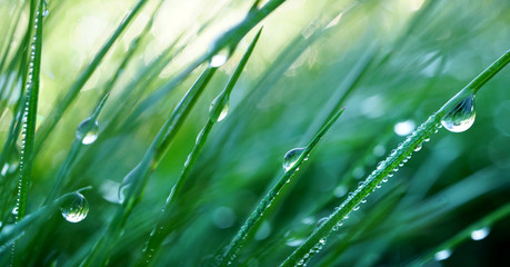 Beautiful droplets of water dew in the grass in the morning, macro. Grass in  morning dew in the...