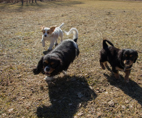small sweet puppies palying outside at sunny spring day 