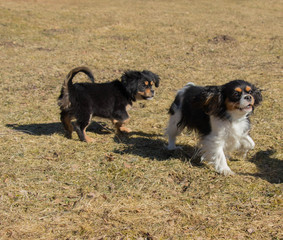 small sweet puppies palying outside at sunny spring day 