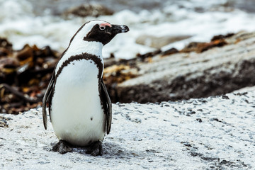 Spectacled penguin on the South African coast