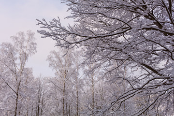 Snow on the tree branches. Winter View of trees covered with snow. The severity of the branches under the snow.