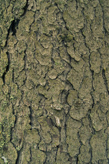 Green magic bark