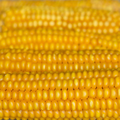 Background of corn heads with grain
