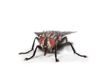 mouche domestique sur fond blanc