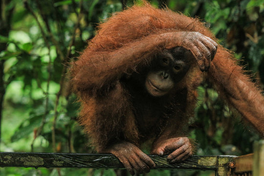 The Scared Orangutan In The Rehabilitation Center Sepilok